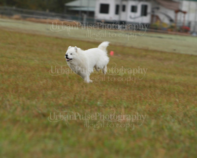 SCA2016_LURE COURSING-7590