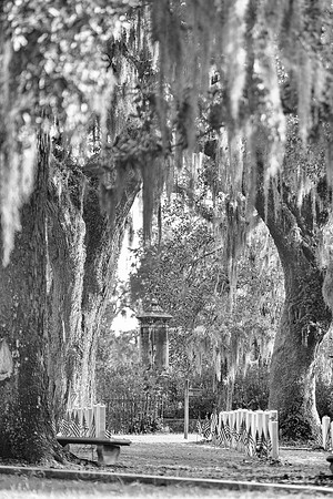 Savannah_9825