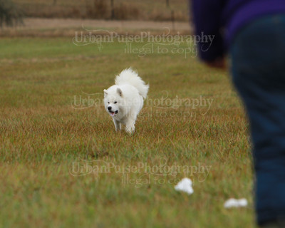 SCA2016_LURE COURSING-7634