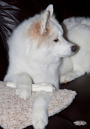 MISCHA