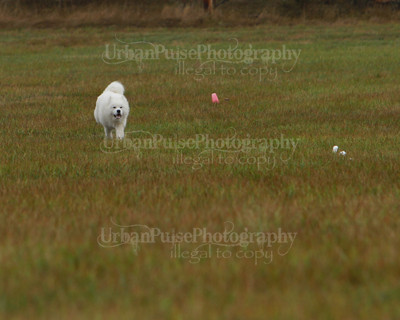 SCA2016_LURE COURSING-7618