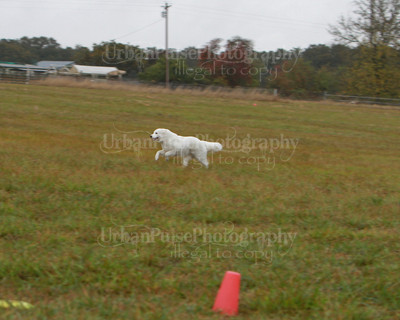 SCA2016_LURE COURSING-7677