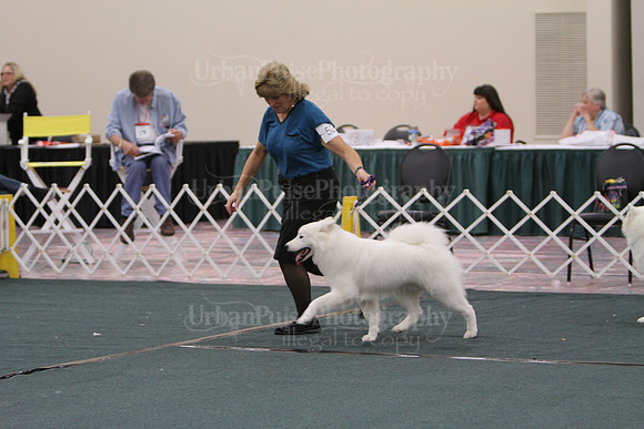 F9-12 Dog-7073