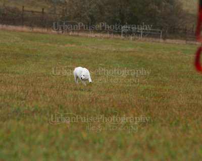 SCA2016_LURE COURSING-7713