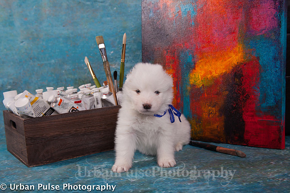 MaterxMayaPups4weeks-8455