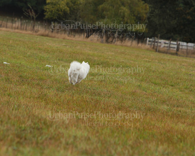 SCA2016_LURE COURSING-7550