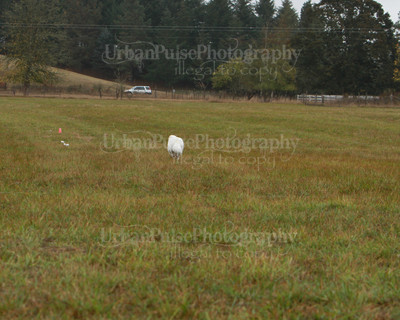 SCA2016_LURE COURSING-7649