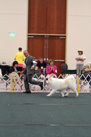 SWEEPS VETERAN DOG 10-12