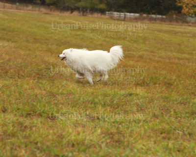 SCA2016_LURE COURSING-7286
