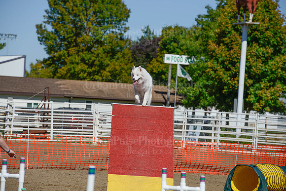 AGILITY-2329