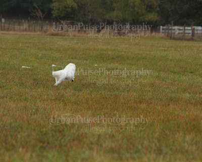 SCA2016_LURE COURSING-7652