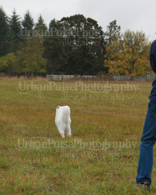 SCA2016_LURE COURSING-7549