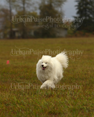 SCA2016_LURE COURSING-7304