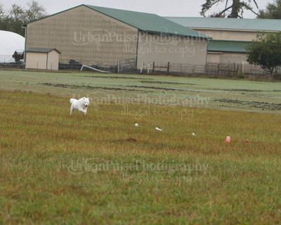 SCA2016_LURE COURSING-7788