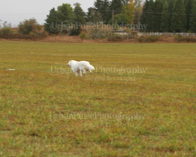 SCA2016_LURE COURSING-7331