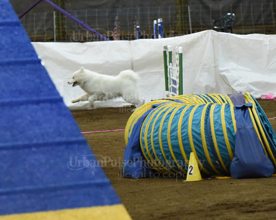 SCA2016_AG MON FAST NOVICE-0108