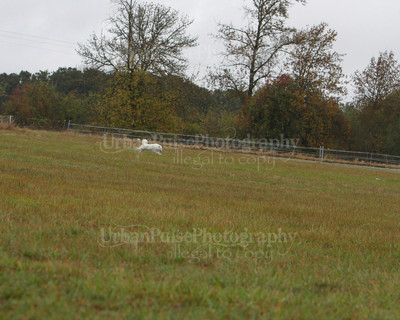 SCA2016_LURE COURSING-7568