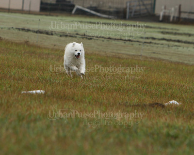 SCA2016_LURE COURSING-7584
