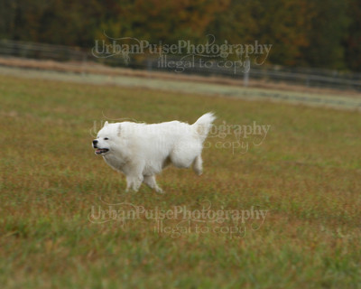 SCA2016_LURE COURSING-7592