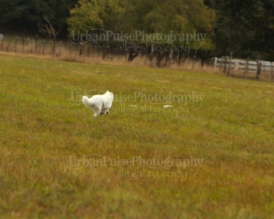 SCA2016_LURE COURSING-7312