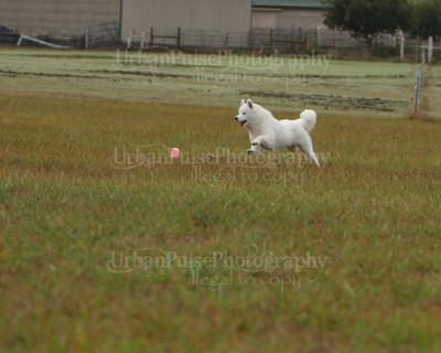 SCA2016_LURE COURSING-7376