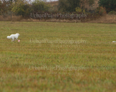SCA2016_LURE COURSING-7692