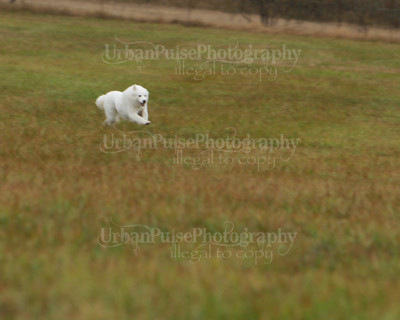 SCA2016_LURE COURSING-7709