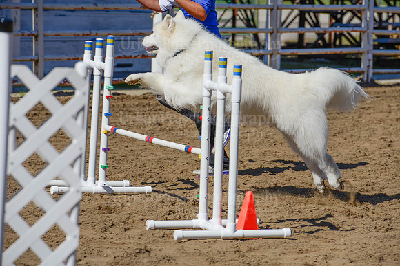 AGILITY-2216