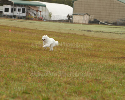SCA2016_LURE COURSING-7326