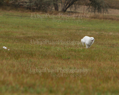 SCA2016_LURE COURSING-7706