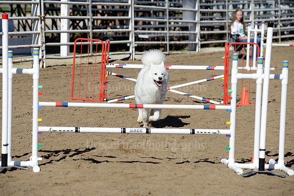 AGILITY-1984