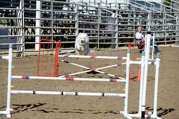 AGILITY-1916