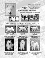 Bulletin Ad - right page Akii and litter