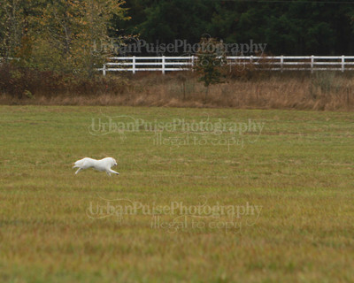 SCA2016_LURE COURSING-7705