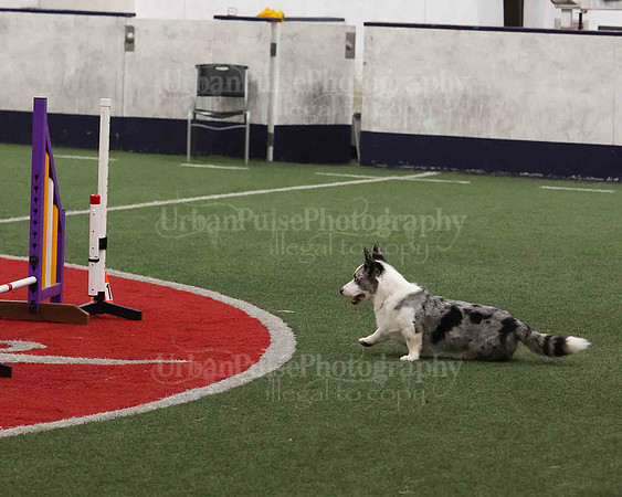 CWCCA AGILITY TRIAL 1-9528