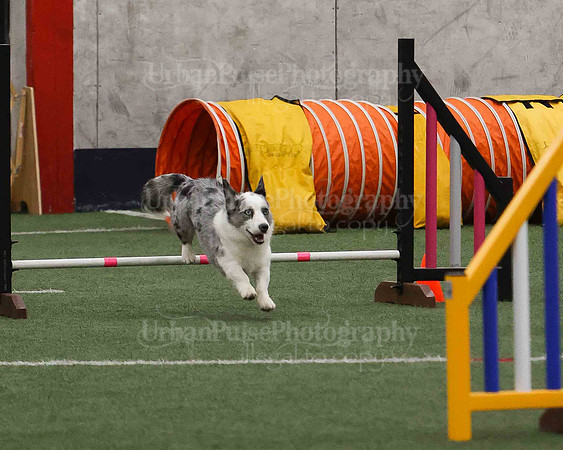 CWCCA AGILITY TRIAL 1-9529