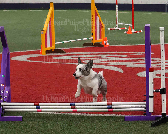 CWCCA AGILITY TRIAL 1-9535