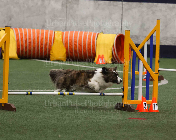 CWCCA AGILITY TRIAL 1-9538