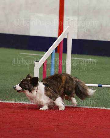 CWCCA AGILITY TRIAL 1-9540
