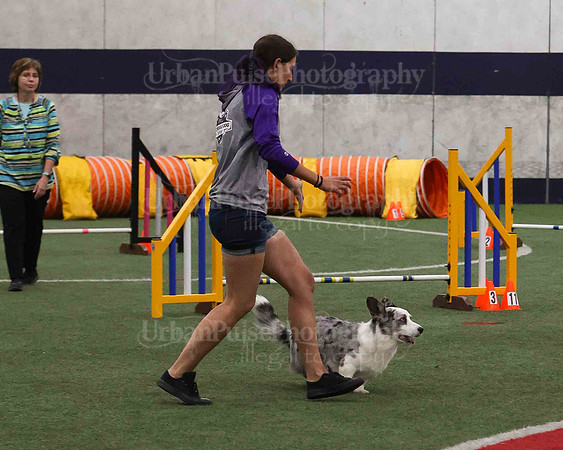 CWCCA AGILITY TRIAL 1-9532