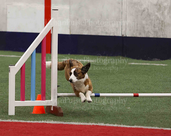 CWCCA AGILITY TRIAL 1-9542