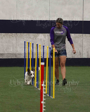 CWCCA AGILITY TRIAL 1-9531