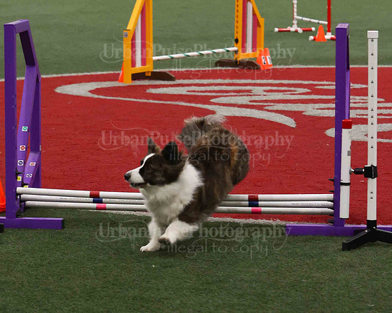 CWCCA AGILITY TRIAL 1-9541