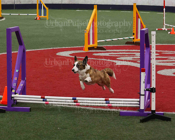 CWCCA AGILITY TRIAL 1-9549