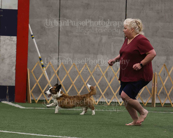 CWCCA AGILITY TRIAL 1-9545