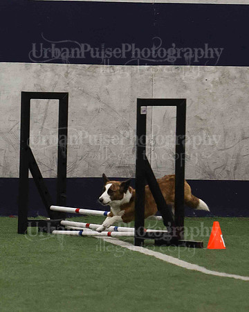 CWCCA AGILITY TRIAL 1-9546