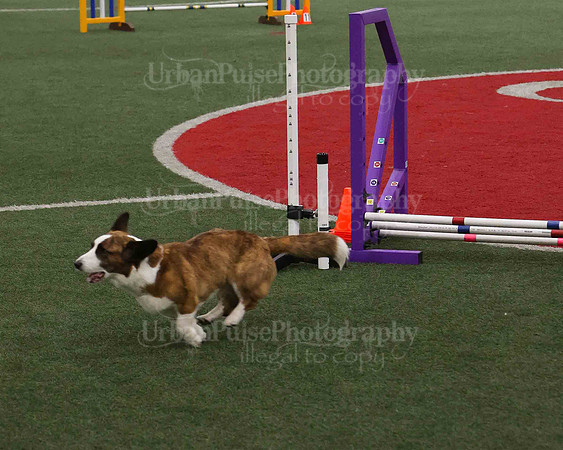CWCCA AGILITY TRIAL 1-9550