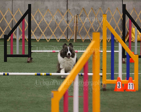 CWCCA AGILITY TRIAL 1-9556