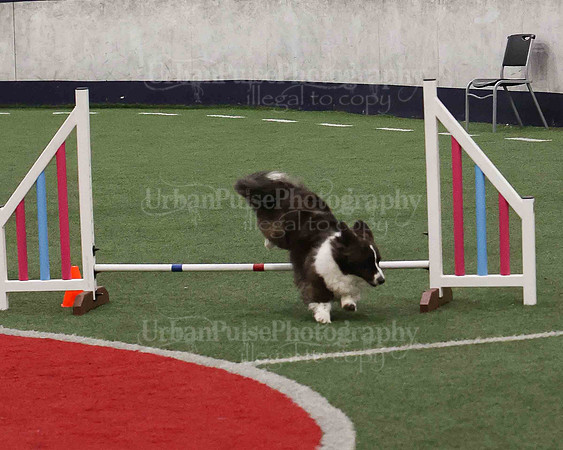 CWCCA AGILITY TRIAL 1-9557