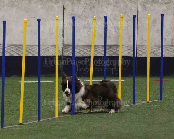 CWCCA AGILITY TRIAL 1-9562